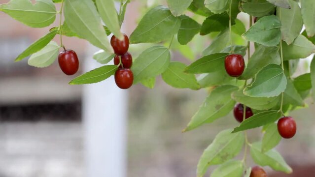 Close-up of tree branches with fruits Zizyphus on a blurred background.