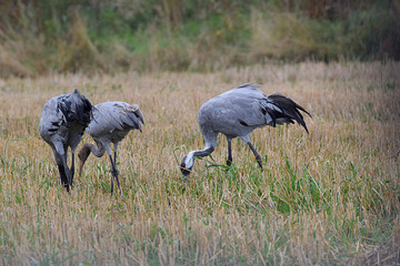 Cranes graze in the meadow.