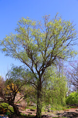 Spring landscape Montreal Quebec province Canada