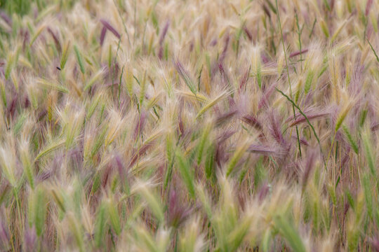Beautiful picture of Hordeum jubatum. Common names are foxtail barley, bobtail barley,squirreltail barley, and intermediate barley. It is a perennial plant species in the grass family Poaceae.