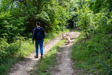 Fototapeta na wymiar Truffle hunter with dogs in the forest