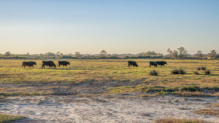 Fototapeta na wymiar Groupe de taureaux dans la prairie d'une manade en Camargue