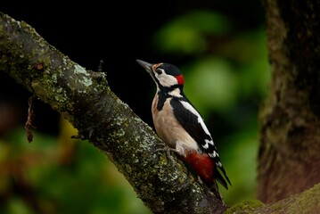 Great woodpecker