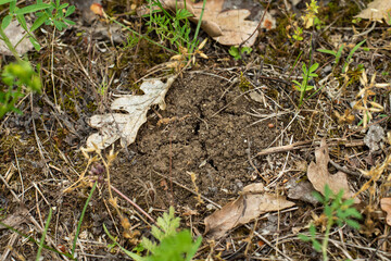 Found a large mushroom TUBER AESTIVUM in the forest. Careful excavation with a screwdriver is forthcoming.