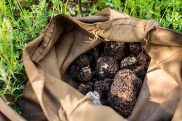 A bag full of black truffle mushrooms (TUBER AESTIVUM) in the forest.