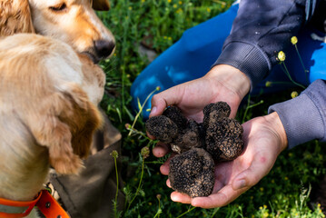 Man holding big mushrooms black truffle (TUBER AESTIVUM) in front of dogs cocker spaniel. Truffle hunter in the forest.