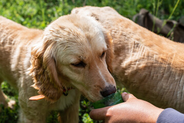 Thirsty cocker spaniel dogs drink water from a man's hand. Truffle mushroom hunters.