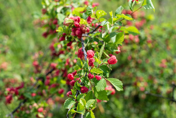 Obraz premium A green bush with red diseased leaves on a sunny day.