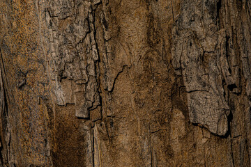 bark of a tree