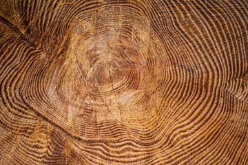 Cœur d'un vieux tronc d'arbre coupé 