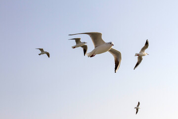 seagulls flying in the sky, flock of birds