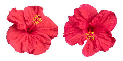 Red hibiscus flowers isolated on transparent background	