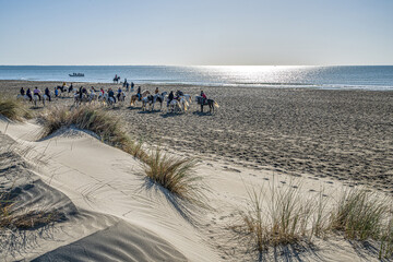 Groupe de cavaliers sur des chevaux blancs de Camargue sur une plage dans le Sud de la France