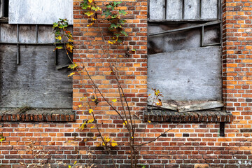 Nature and mankind. The brick wall of old factory and young autumn tree.