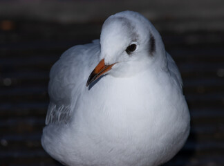 seagull on the sea