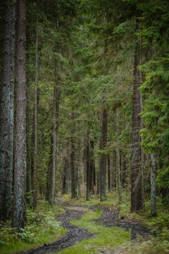 Dark forest roads. Light in the forest tunnel © szczepank