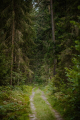 Dark forest roads. Light in the forest tunnel