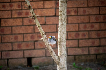Australian Noisy Miner (Manorina melanocephala)