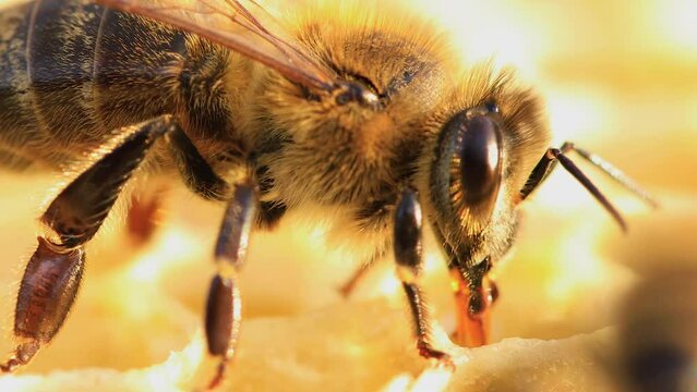 A honey bee stores honey on the honeycombs in the hive. Close-up, selective focus.