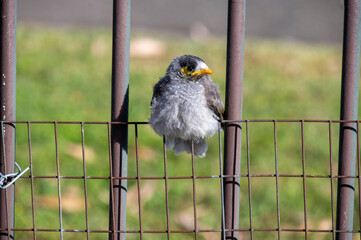 Australian Noisy Miner (Manorina melanocephala)
