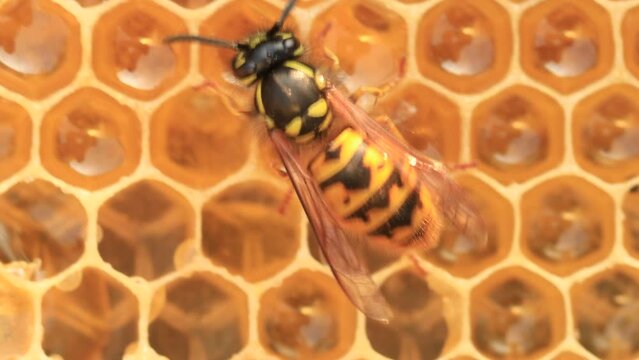 A wasp or hornet eats honey in a beehive. Natural enemy of honey bees.
