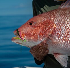 Northern red snapper fish in the hand of a fisherman