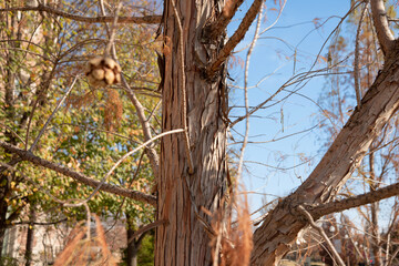 Bald cypress tree trunk with bark peeling off. Tree has no leaves since it has lost them all during the fall season.