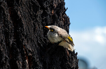 Australian Noisy Miner (Manorina melanocephala)
