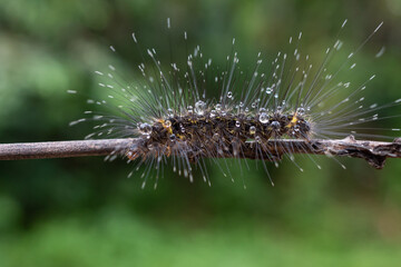 a caterpillar with long hair