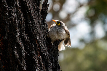 Australian Noisy Miner (Manorina melanocephala)