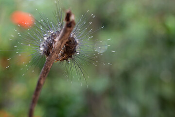 a caterpillar with long hair