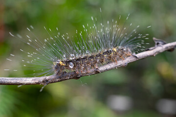 a caterpillar with long hair