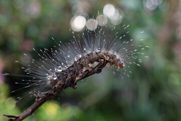 a caterpillar with long hair