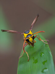 Delta unguiculatum is a species of pottery wasp from Europe