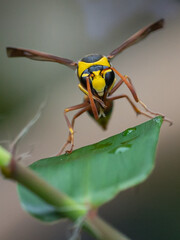 Delta unguiculatum is a species of pottery wasp from Europe