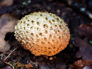 selective focus of an earth ball (Scleroderma citrinum) on a forest floor with blurred background