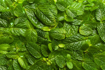 mint green leaves for fresh wallpaper or BACKGROUND with PATTERN. GREENARY of nature