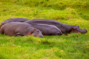 a small herd of hippos resting on the grass near a lake in the Arusha nature reserve in Tanzania....