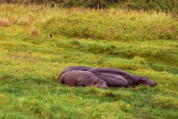 a small herd of hippos resting on the grass near a lake in the Arusha nature reserve in Tanzania. close up