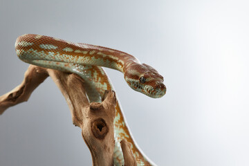 Naklejka premium snake on a grey background. Carpet python. Animal in the studio