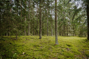 A beautiful natural forest in the Knyszyn Forest