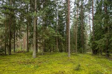 Obraz premium A beautiful natural forest in the Knyszyn Forest