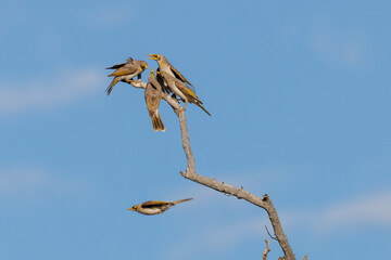 Several noisy miners brawl around a dead tree, South Australia