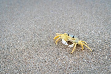 Little Atlantic ghost crab (Ocypode quadrata) isolated on the gray sand of a beach