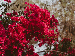 Blooming bougainvillea in a garden strewn with flowers.