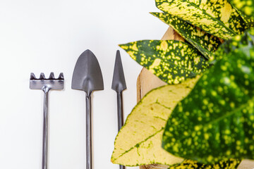 Garden tools with a lush flower in a pot on a white background.