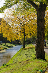 Fototapeta na wymiar Rotterdam, The Netherlands, October 19, 2022: trees in autumn colors on a grassy slope at Lede canal in Vreewijk neighbourhood