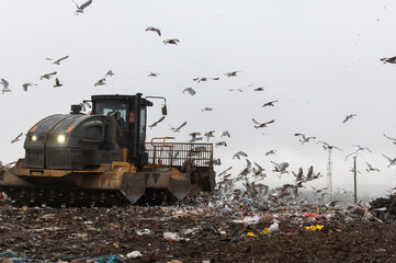 Fototapeta premium Machinery working on waste in landfill, refuse collection with bulldozer, a lots of birds