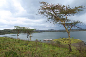 Fototapeta na wymiar wild and beautiful African landscape with a tree over the lake.Tanzania
