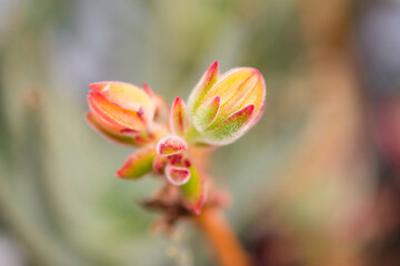 Succulent (Echeveria, crassula, aeonium, cotyledon, lithops, kalanchoe, caudex, etc)